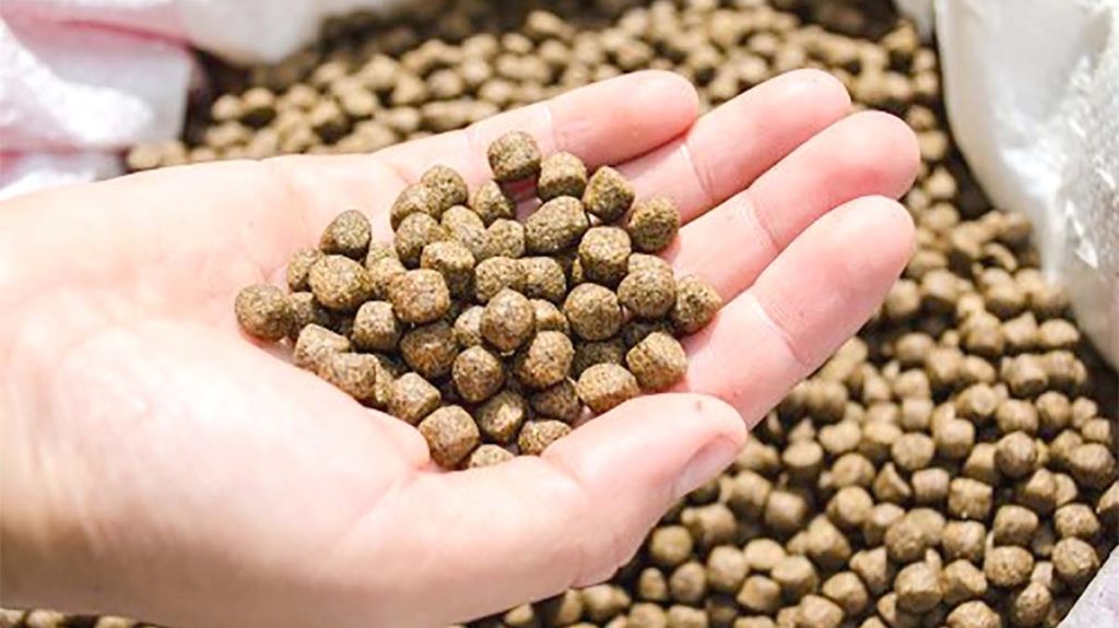 Cara Membuat Pelet Apung