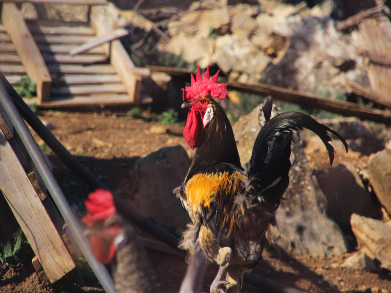 cara kerja mesin pakan ayam