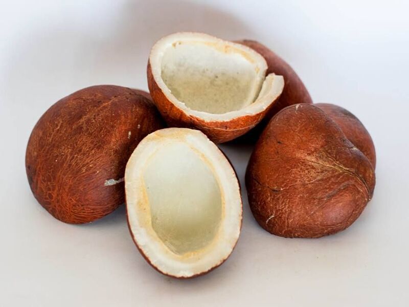 mesin pembuat kopra kelapa