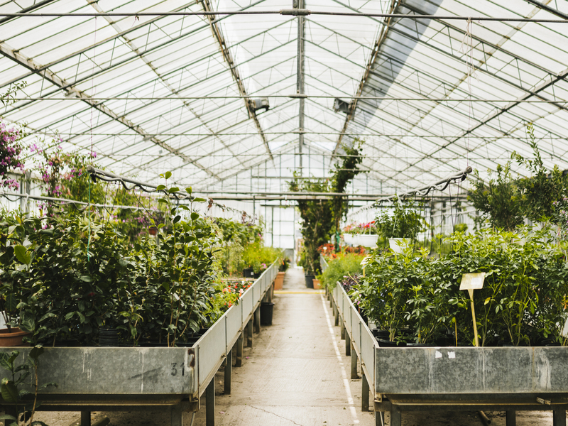 greenhouse untuk pertanian modern