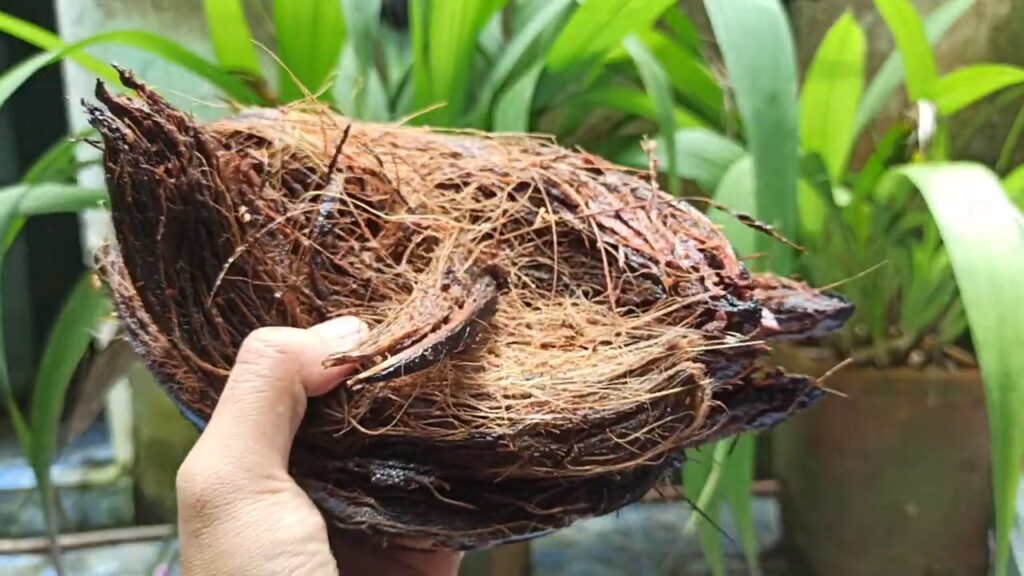 Sabut kelapa sebagai bahan isolasi tanah kritis