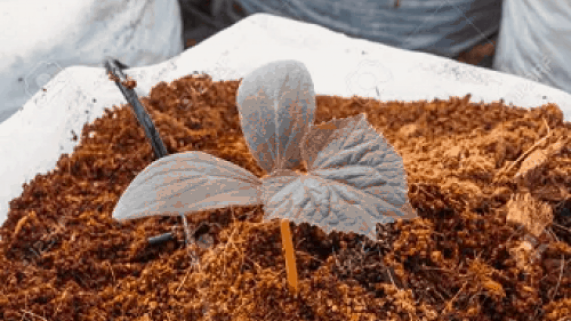 Cara membuat pupuk organik dari sabut kelapa