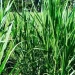 rumput cepat panen ternak