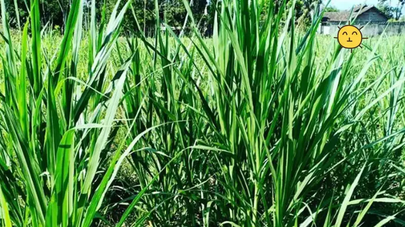 rumput cepat panen ternak