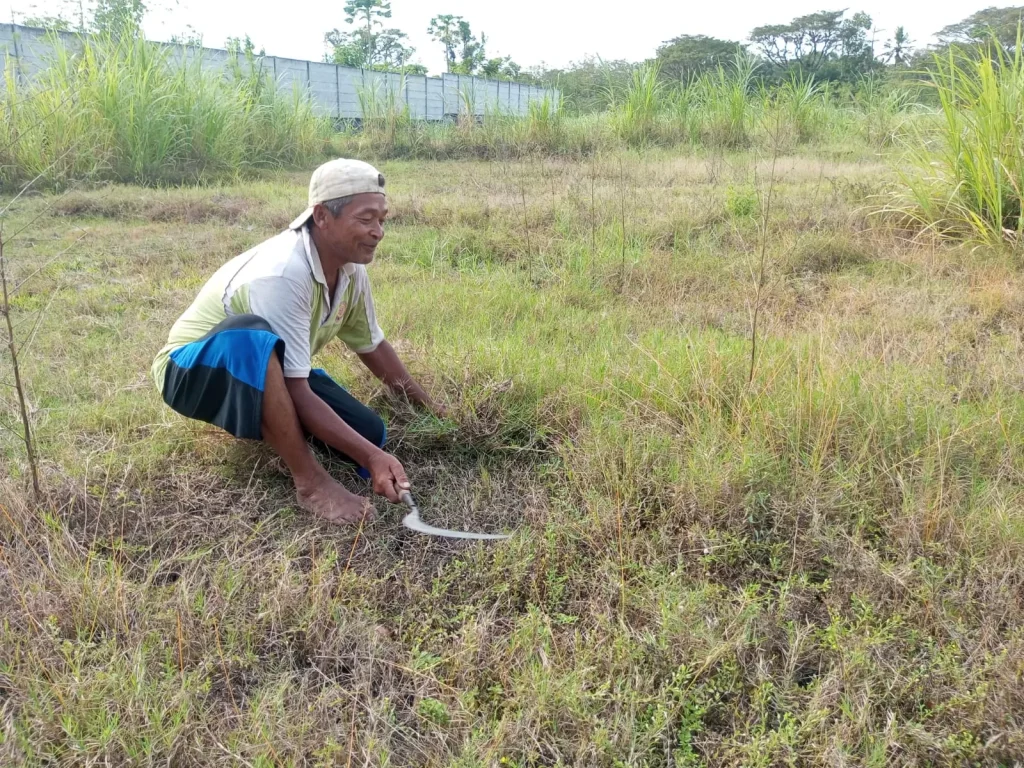 rumput alternatif musim kemarau