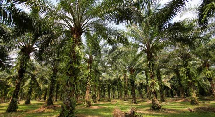 umur sawit produktif