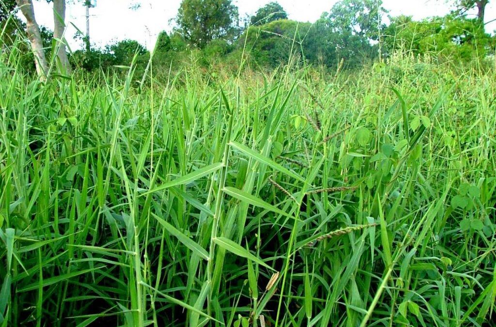 pakan rumput hijauan segar