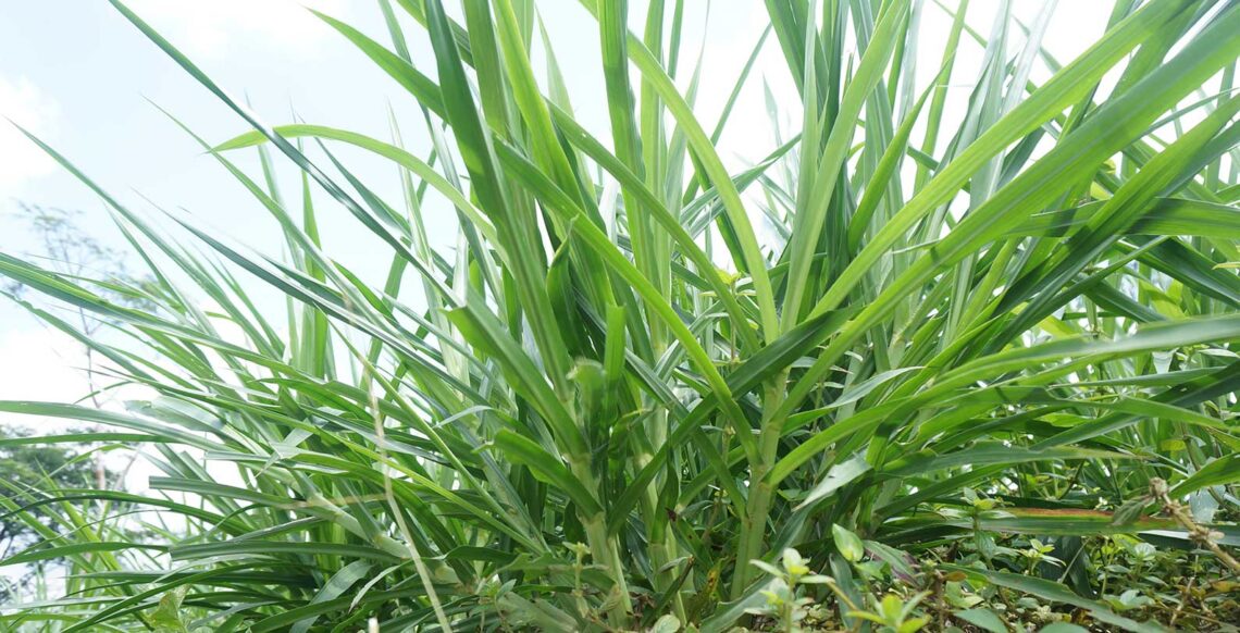 pakan rumput hijauan segar