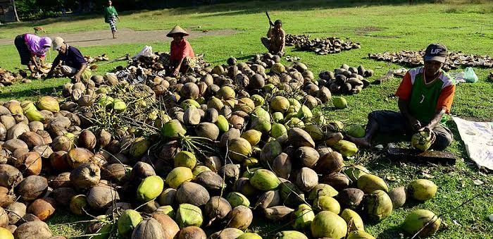 Perkebunan kelapa di provinsi penghasil utama