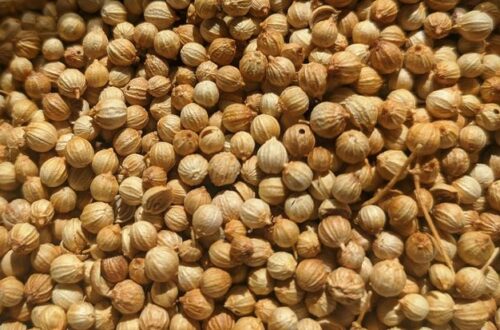 Tips panen lada biar cepat