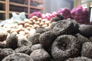 teknologi pengering porang modern